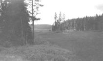 Meadow and forest, Wyoming Trip