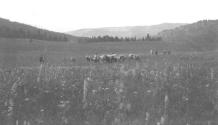 Riders and pack horses in meadow, Wyoming Trip