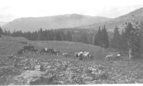 Pack horses in meadow, forest and mountains in distance, Wyoming Trip