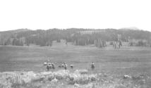 Riders in meadow, Wyoming Trip