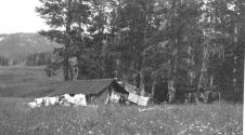 Tent at forest edge, Wyoming Trip