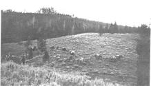 Riders and pack horses in meadow, Wyoming Trip
