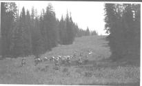 Riders in meadow, Wyoming Trip