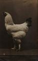 [White rooster]