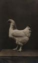 [White hen]