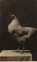 [Speckled rooster]
