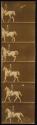 [Man on white horse]