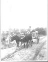 Man driving ox drawn wagon, Oak Lodge Trip
