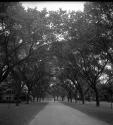 [Archway of trees with a man]