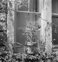 [Plant by a window]