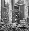 [Plant by a window]