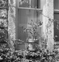 [Plant by a window]