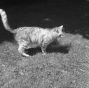 [Long haired tabby cat standing in lawn]