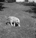 [Long haired tabby cat standing in lawn]