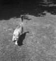 [Long haired tabby cat walking in lawn]