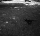 [Black cat running in lawn]