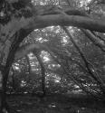 [Oak tree]