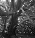[Oak tree]