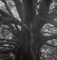 [Oak tree]