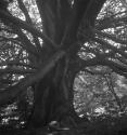 [Oak tree]