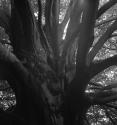 [Oak tree]