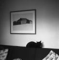 [Black cat resting on sofa]