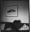 [Black cat resting on sofa]