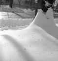 [Base of snow covered tree trunk]