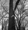 [Tree trunk and branches covered with snow]