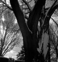 [Tree trunk and branches covered with snow]
