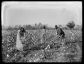 Picking cotton 1887