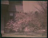 [House and garden view at 5 Highland Heights, Rochester NY]