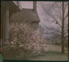 Flowering Almond