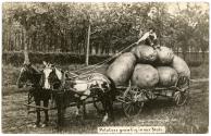 Potatoes grow big in our state