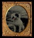 [Small dog with pink tongue, sitting on chair]
