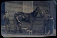 [Man shoeing a horse, two boys and another man observe]