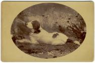 [Studio portrait of a dog]
