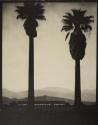 Giant Palm Trees, San Fernando Mission, California