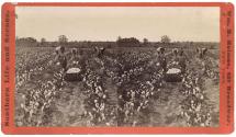 Cotton Field