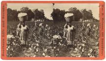 Cotton Field