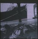 [Fish on dock with ship in background]