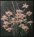 Dendrobium