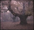 Burnham Beeches