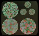 [Photomicrographs of random screen processes]