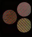 [Photomicrograph of Omnicolore screen]