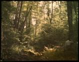 [Two men in wooded landscape]