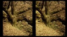 [Tree and bridge]