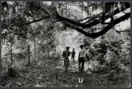 Children walking on path through lush backwoods area in the South