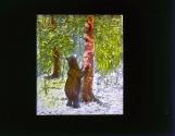 Yellowstone Park Bear.