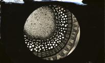 Photomicrograph